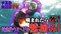 【映像】1日目:噛まれたら死! 超危険ウミヘビを鷲掴み