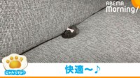 【映像】ソファを占領するハムスター