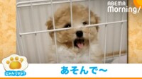 【映像】ケージの中からの“高速前足パタパタ”