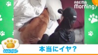 【映像】布団の中で“大暴れ”する柴犬