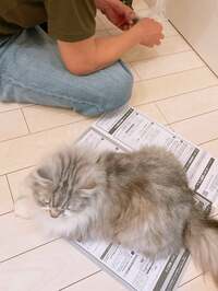 細川直美『故障で』