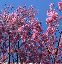 相川七瀬『卒業式』