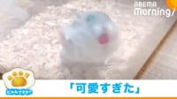 【映像】ケースの隅で“不思議な行動”をするハムスター