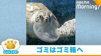 クラゲを“バクバク”食べるウミガメ 水族館から注意喚起「ビニール袋ととても似ている」