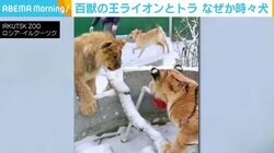 片足を失ったライオンのリハビリ相手にラブラドール、トラの双子も加わり“種を超えた親友”に ロシア