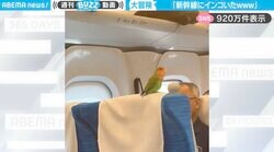 「新幹線にインコいたw」車内警備員に“かわいすぎる保護”をされる様子が、SNSで話題沸騰「無事帰宅して良かった！」「大冒険だったかな」