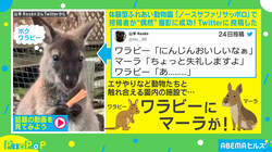 「なぜか親近感」食事中のワラビーを襲った悲劇に反響 投稿主を取材