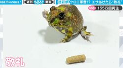 カエルにエサをあげたらどうなるか？ 想像を超えたヤバすぎる動きがネット上で話題に 「ヤバい…何回も見てしまう」「可愛すぎる」