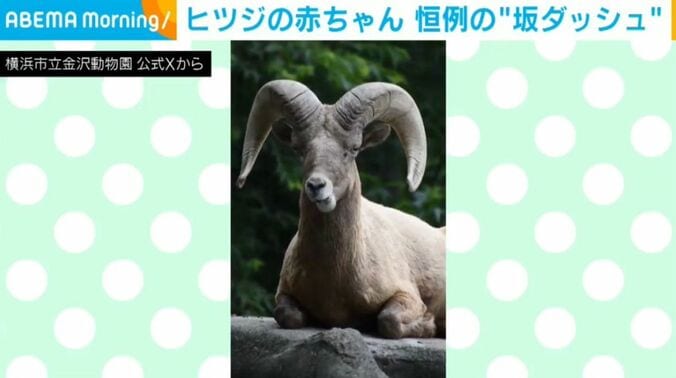オオツノヒツジ