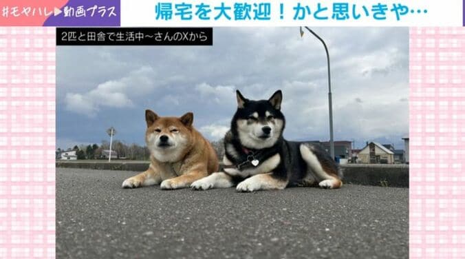 ななちゃんとぽちちゃん