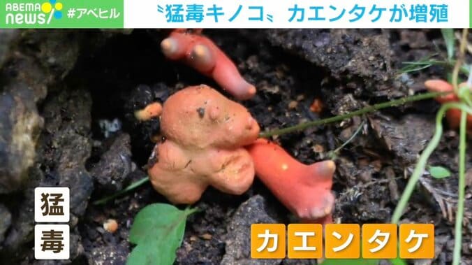 少量口にしただけで命を落とすことも… 最強の毒キノコ「カエンタケ」公園で増殖 神奈川県など各地で目撃情報相次ぐ 1枚目