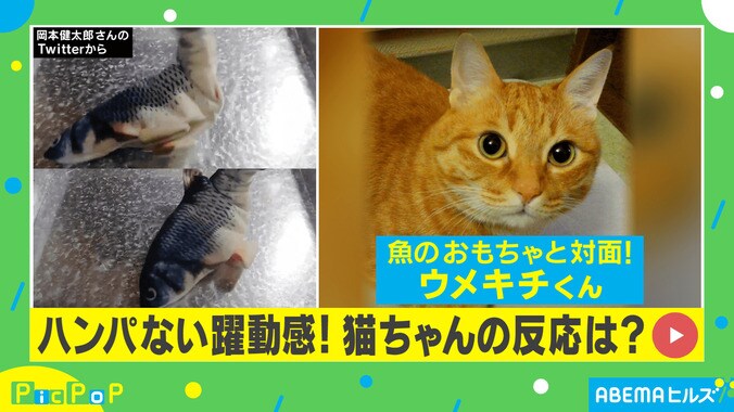 躍動感ハンパないニャ！ リアルすぎる魚のおもちゃと対面した猫の反応が話題 1枚目