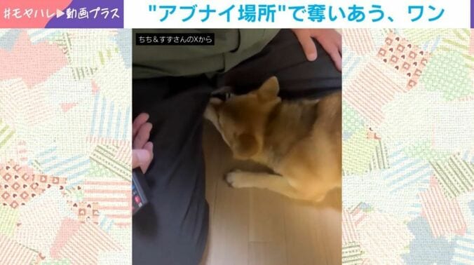 柴犬