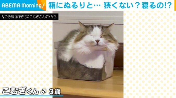 猫のこむぎくん（3歳）