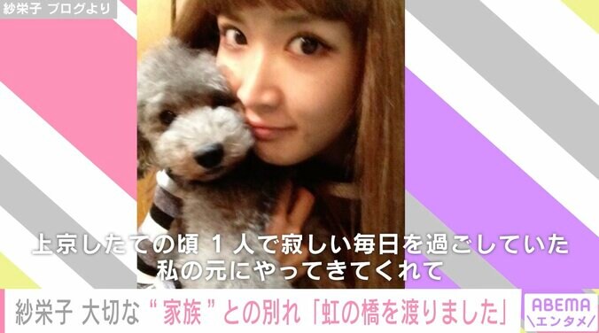 紗栄子、愛犬との別れを報告「17歳10ヶ月という大往生を遂げてくれました」 1枚目