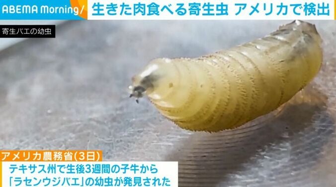 寄生バエの幼虫
