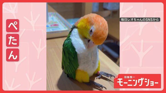 なに？そのたたずまい…まるで子ども　“ぺたんこ座り”するシロハラインコ　なぜ？ 1枚目