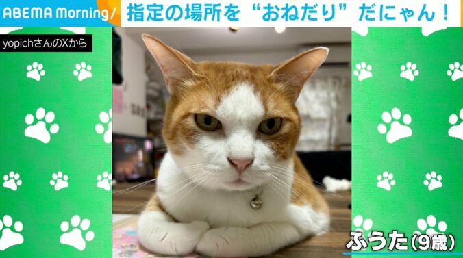 猫のふうたくん