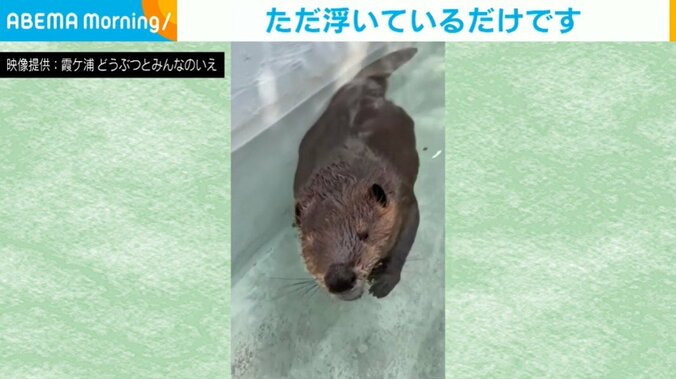 アメリカビーバー