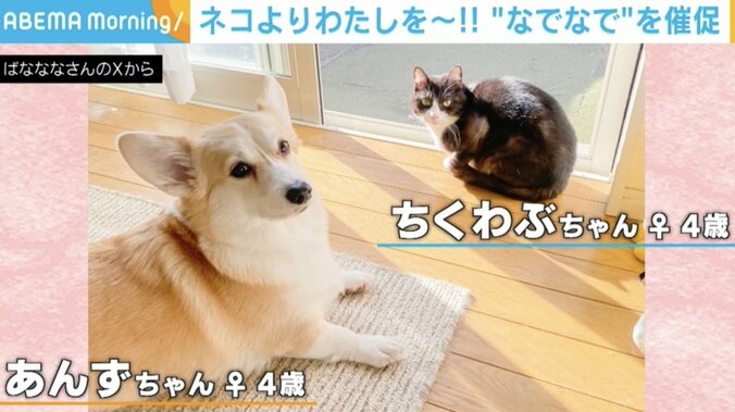 犬のあんずちゃん（4歳）と猫のちくわぶちゃん（4歳）