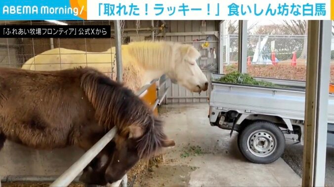 日本在来馬のハクちゃん（12歳）