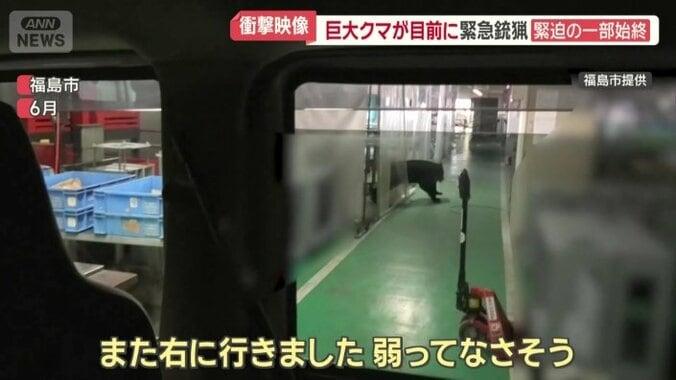 工場内を暴れ回るクマ