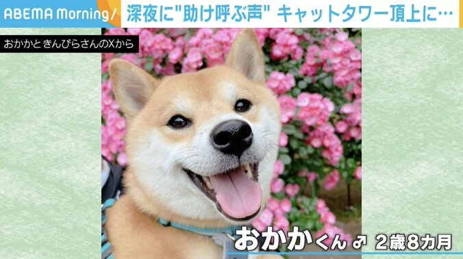 柴犬のおかかくん（2歳8カ月）
