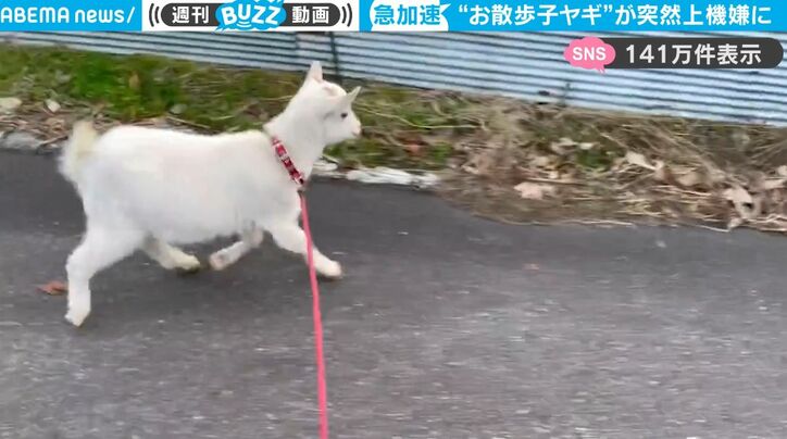 【写真・画像】逃げるニャー！ 飼い主を“危ない場所”から救い出そうと全力で奮闘する猫がかわいすぎて話題に「優しい子」　1枚目