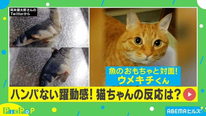 躍動感ハンパないニャ！ リアルすぎる魚のおもちゃと対面した猫の反応が話題