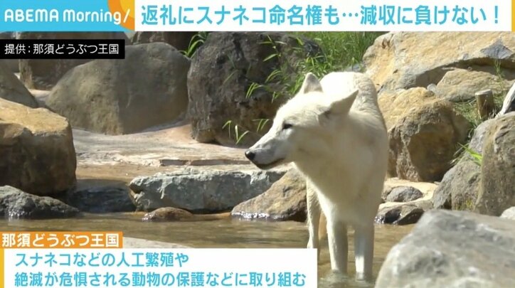 「今までの活動ができなくなる危機感」コロナで大幅減収の那須どうぶつ王国がクラファン 返礼にスナネコ命名権も