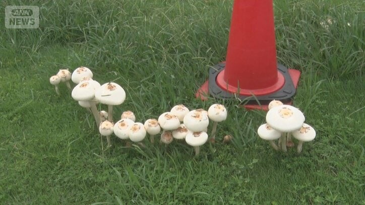 首都圏の公園や河川敷などで…AI信じ誤食するケースも 長雨で“毒キノコ”大量発生