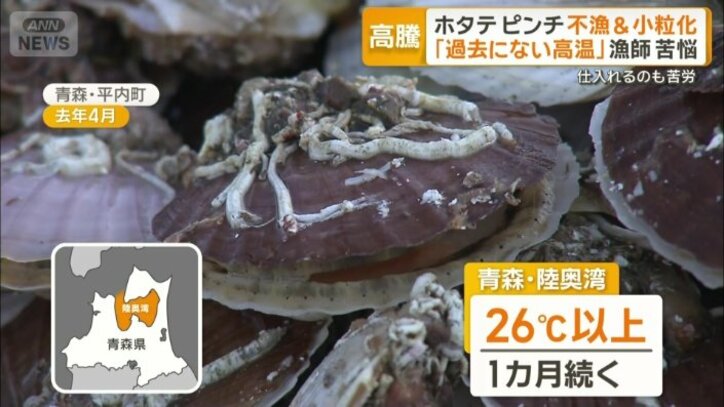 水温26℃以上が1カ月続いた青森・陸奥湾のホタテ