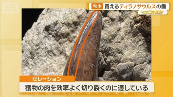セレーションとは