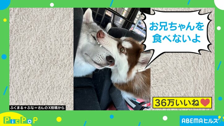 ハスキーの兄妹