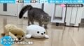 “ぬいぐるみになりきる猫”の仕草が100万回超再生「友達と思っているのかな」と反響