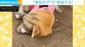 「えー半分クマに」土遊びした柴犬の顔に飼い主落胆も… ネット「こんな柄かと」「マーブル犬ですか」と反響