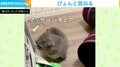 マッサージチェアからプシュー! 思わず両手揃えて“ぴょん”する猫のリアクションが可愛い