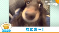 【映像】服のすき間から鼻を出して眠る犬