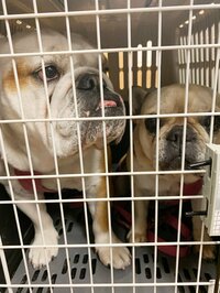 北斗晶『豪華な夕食』