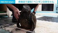 都内の飲食店でペンギンの赤ちゃん誕生 