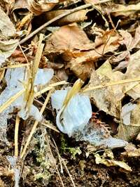 戸田恵子『いつまでもくりすます！』