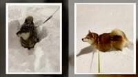 エンドレス“ぱくぱく”！ 柴犬の風変わりな雪遊び