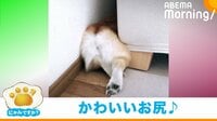 必死に足をバタバタ動かすコーギー