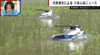 【映像】農作業を救う、かわいいアイガモ型ロボット
