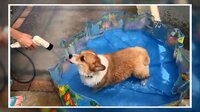 【映像】コーギー犬がミニプールに引っかかる瞬間