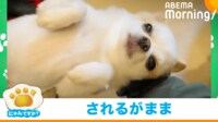 【映像】チワワがベッドから引き出される瞬間