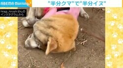 「えー半分クマに」土遊びした柴犬の顔に飼い主落胆も… ネット「こんな柄かと」「マーブル犬ですか」と反響