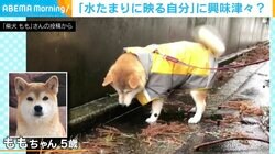 飼い主の“早く帰ろう”を完全無視の柴犬 水たまりに映る自分に夢中？ 「しっぽふりふり〜」「子どももこういう行動をとる」と反響