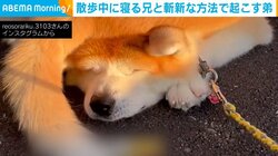 散歩中に寝る兄犬 “斬新な方法”で起こす弟たちに「もうコントですね」「何回見ても笑える～」と話題沸騰