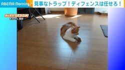 猫界のサッカー日本代表!? “華麗なボール捌き”に「私よりも上手！」と驚きの声